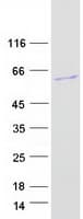 Human FAM83A Protein (Recombinant Myc-DDK (Flag))