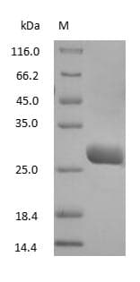 Goat IgG Fab Protein (Native)