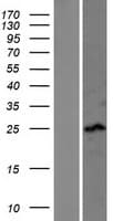 SSX4 Protein (Over-Expression Lysate Myc-DDK (Flag))