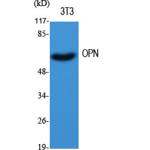 SPP1 / Osteopontin Antibody (230-310 aa, C-terminal)