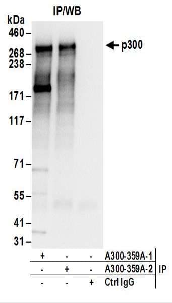 EP300 / p300 Antibody (aa1000-1050)