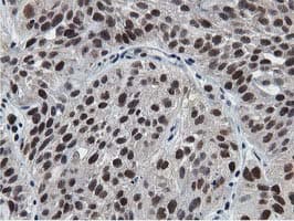 NT5DC1 Antibody (clone OTI2A1)