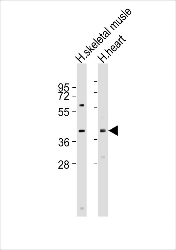 SGCA / DAG2 Antibody