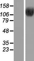 BRD8 Protein (Over-Expression Lysate Myc-DDK (Flag))