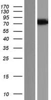 C5orf41 Protein (Over-Expression Lysate Myc-DDK (Flag))