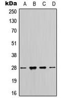 YWHAZ / 14-3-3 Zeta Antibody (C-Terminus)