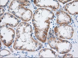 TTC32 Antibody (clone OTI1F4)