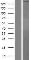 Human LAMA4 / Laminin Alpha 4 Protein (Over-Expression Lysate Myc-DDK (Flag))