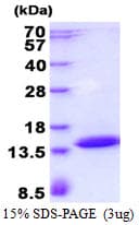 Human POLR2J3 Protein (Recombinant His)