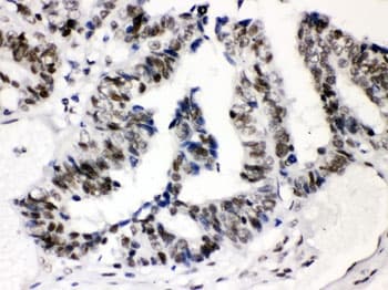 SP3 Antibody