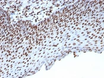 Histone H1 Antibody (clone HH1/957, Ready-to-Use)