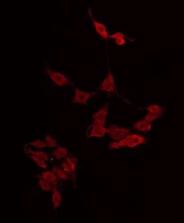 APOL4 / Apolipoprotein L 4 Antibody