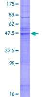 Human MS4A5 Protein (Recombinant GST)