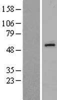 Human EDIL3 / DEL1 Protein (Over-Expression Lysate Myc-DDK (Flag))