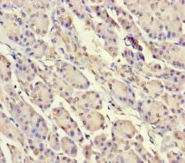 SRP19 Antibody