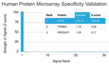 MME / CD10 Antibody (clone MME/1892)