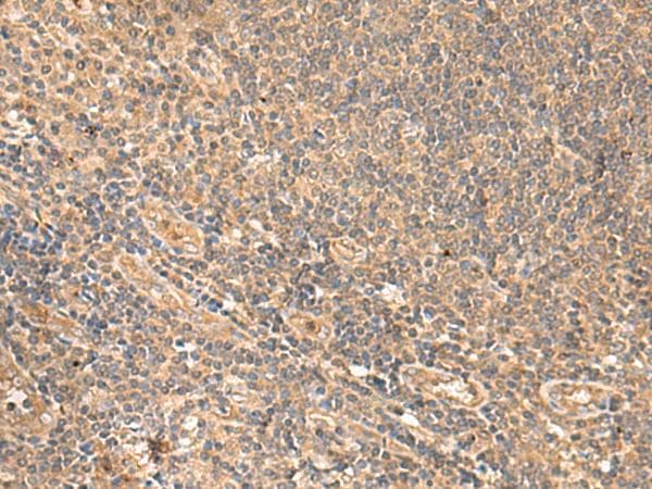 PEG1 / MEST Antibody