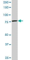 Monoclonal Mouse anti-Human CPSF3 / CPSF Antibody (clone 1H8, WB)