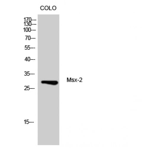 MSX2 / MSH Antibody (Internal)