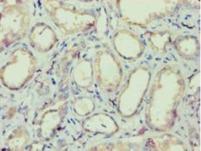 IZUMO4 Antibody (aa16-214, FITC)