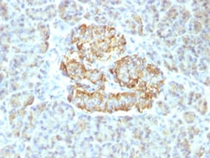 TNF Alpha Antibody (clone RMTNFA-1)