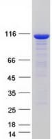 Human UBE1L / UBA7 Protein (Recombinant Myc-DDK (Flag))