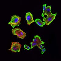 CDK5 Antibody (clone 4E4)