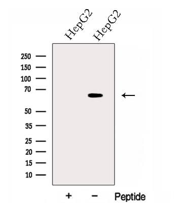 GPAA1 Antibody
