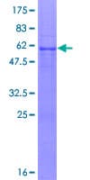 Human USP45 Protein (Recombinant GST)