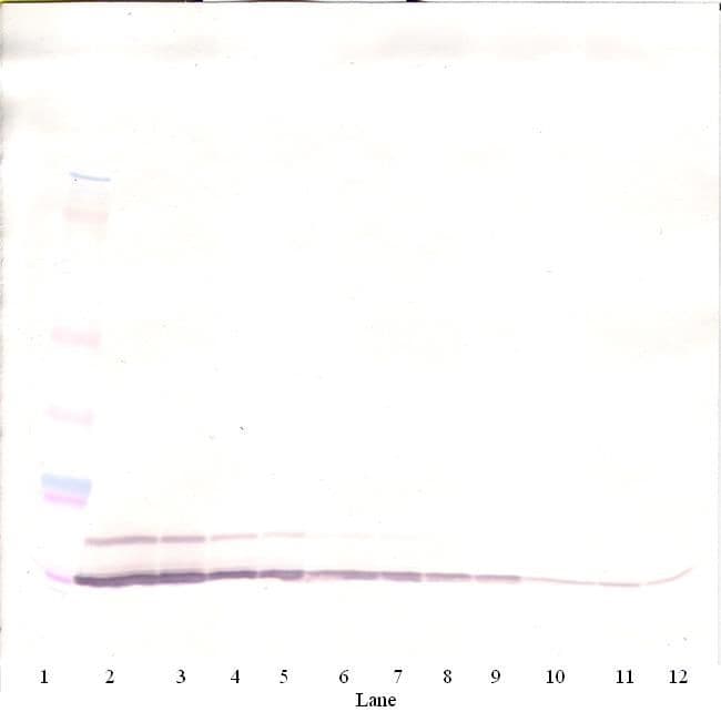 CCL5 / RANTES Antibody (Biotin)