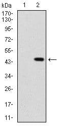 Monoclonal Mouse anti-Human SHH / Sonic Hedgehog Antibody (clone 5H4, Amino Acid: 26-161, IHC, WB)
