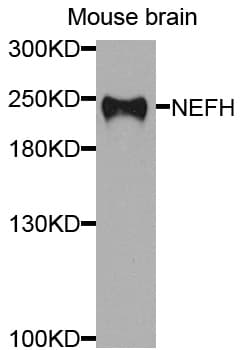 NEFH / NF-H Antibody