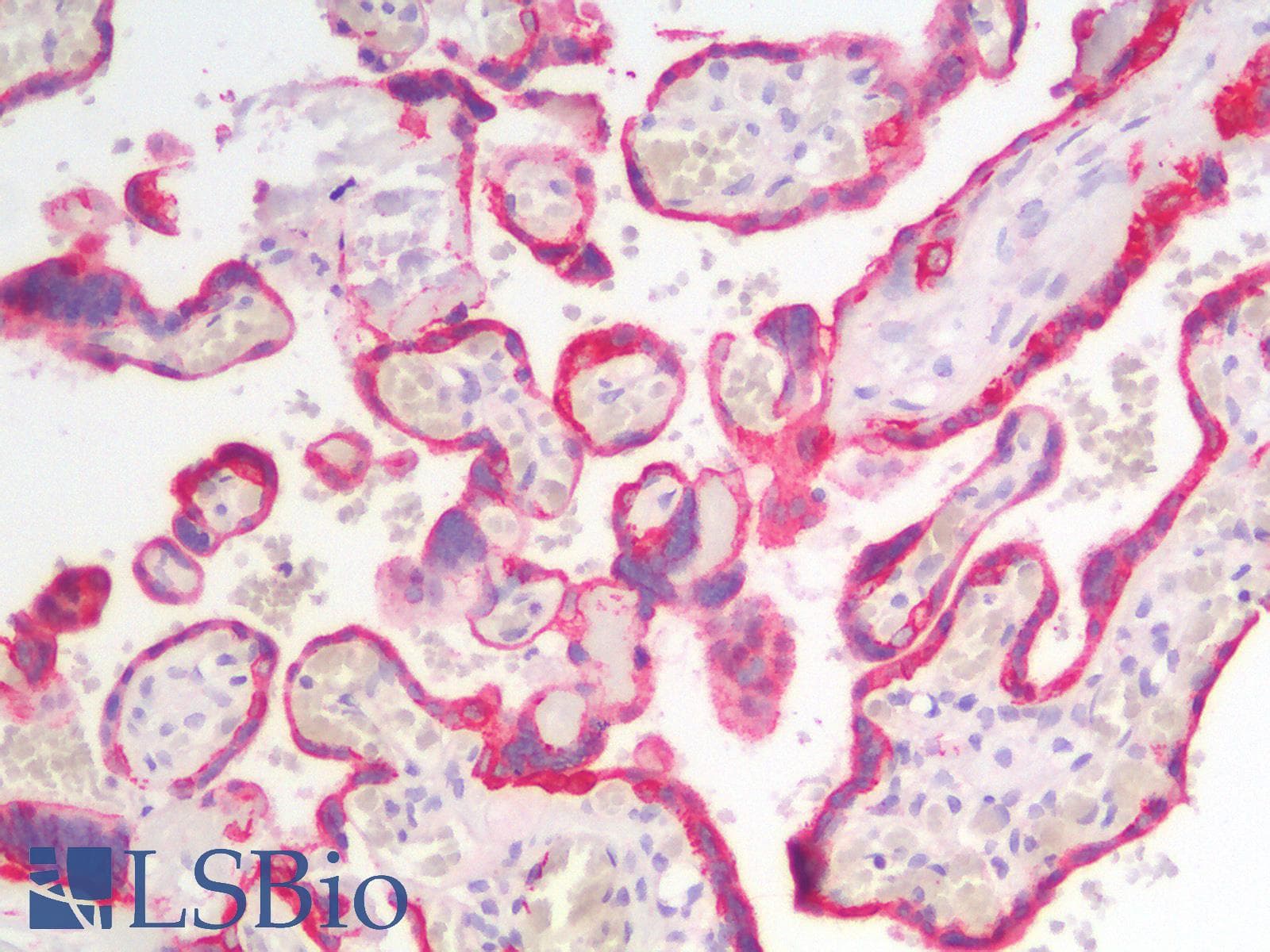 PathPlus™ KRT18 / CK18 / Cytokeratin 18 Antibody