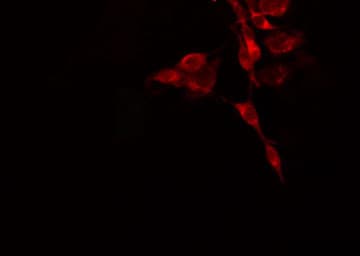 Polyclonal Rabbit anti-Human GNAI3 Antibody (IF, WB)