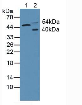 AKT3 Antibody (aa46-338)