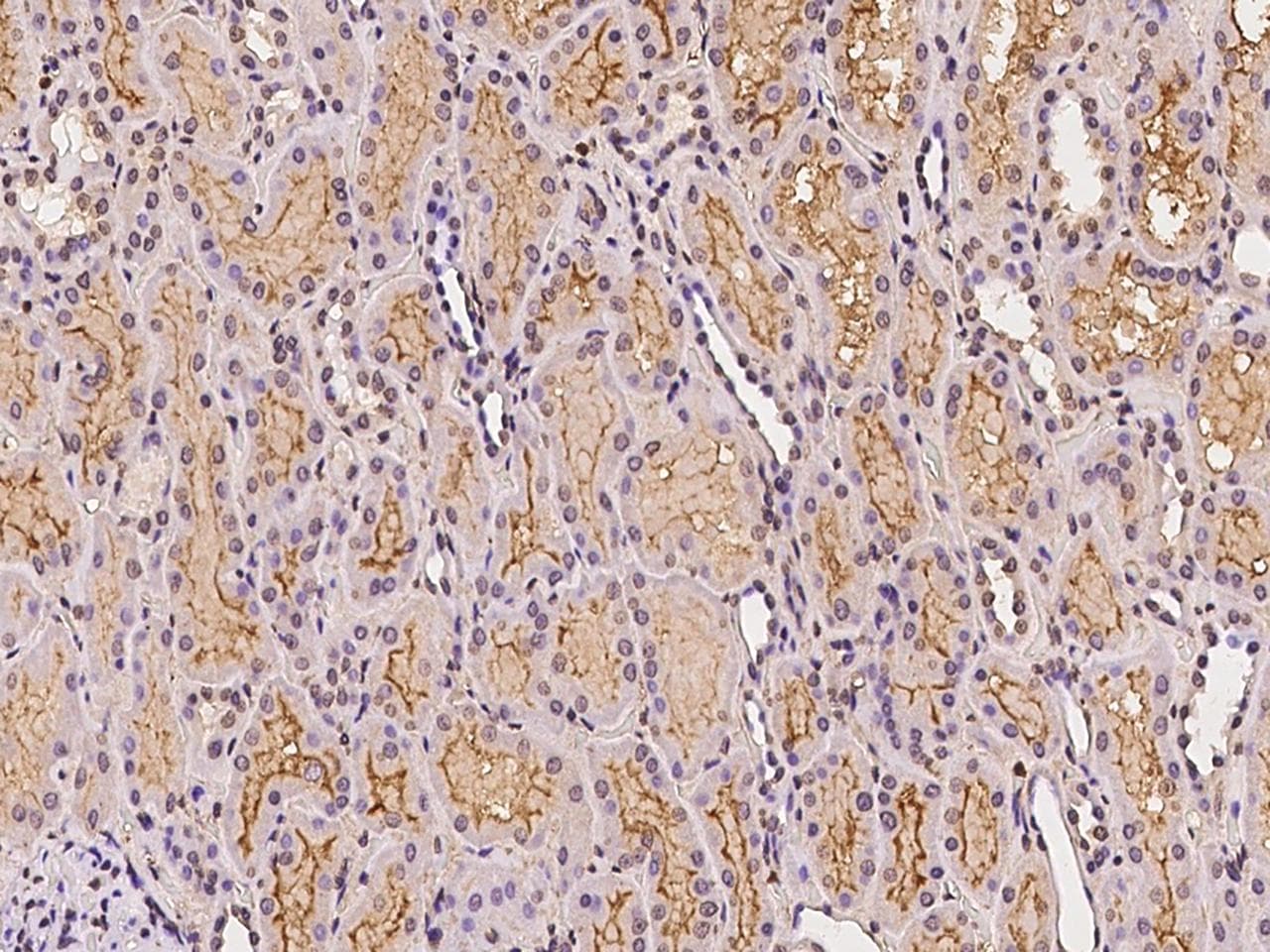 Polyclonal Rabbit anti-Human NTN4 / Netrin 4 Antibody (IHC)