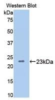 BMP4 Antibody (aa227-408)