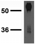 CACNG2 + CACNG4 + CACNG8 Antibody (clone S245-36)