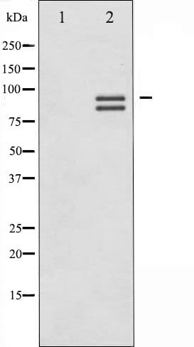 GYS1 / Glycogen Synthase Antibody