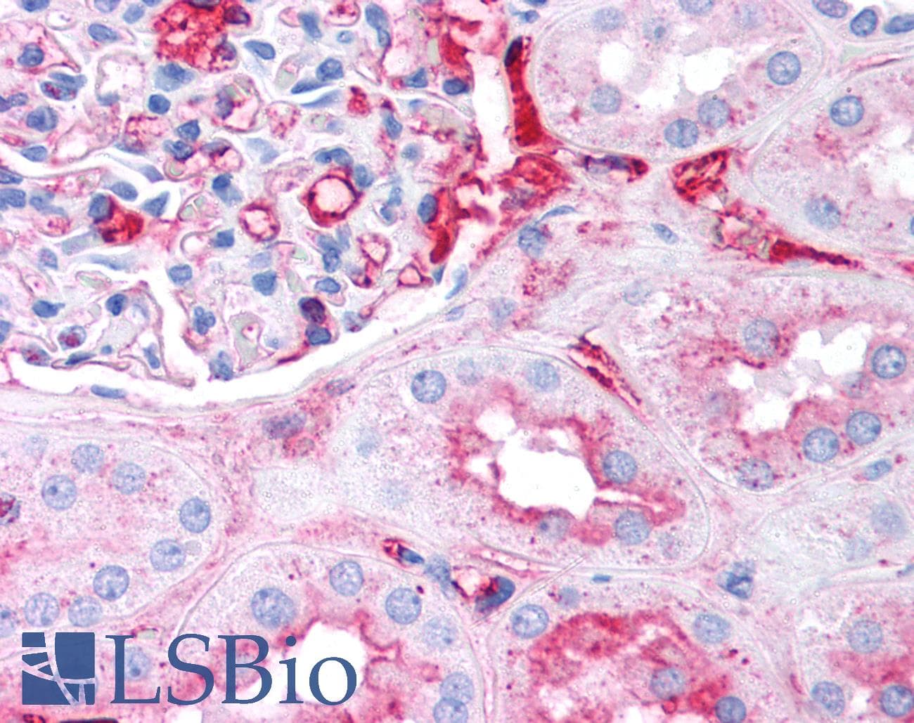 IHC-plus™ Fibrinogen Antibody