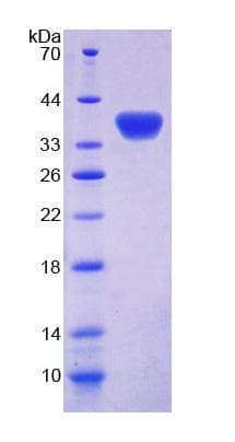 Rat GBP4 / Mpa2 Protein (Recombinant His-T7)