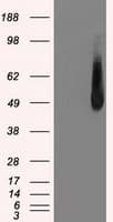 IRF3 Antibody (clone OTI5D2)