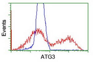 Monoclonal Mouse anti-Human ATG3 Antibody (clone OTI2C12, IHC, IF, WB)