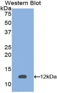 PEX2 / PAF-1 Antibody (aa28-118, APC)