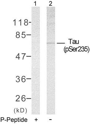 MAPT / Tau Antibody (phospho-Ser235)