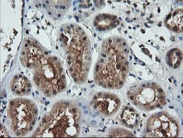 LZIC Antibody (clone OTI5E3)