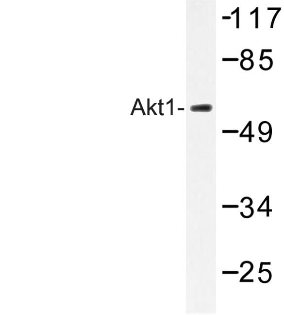 AKT1 Antibody (Glu40)