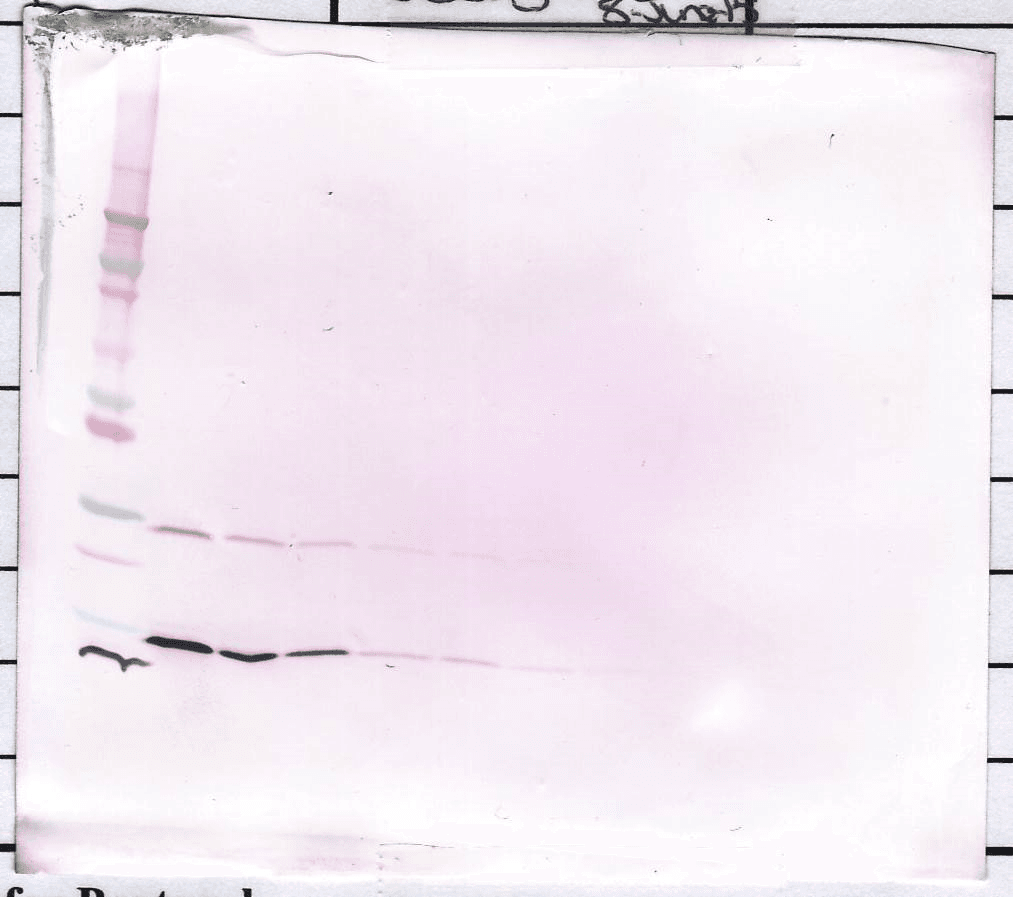 IFN Gamma / Interferon Gamma Antibody (Biotin)