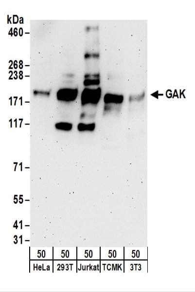 GAK Antibody (aa675-725)