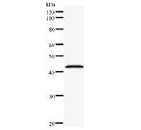 CNOT6 Antibody (clone 2193C2a)